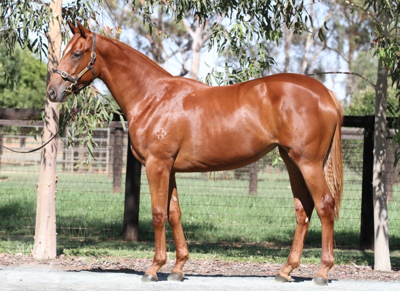 Sebring (AUS) / Swinging Babe (AUS) - photo 1