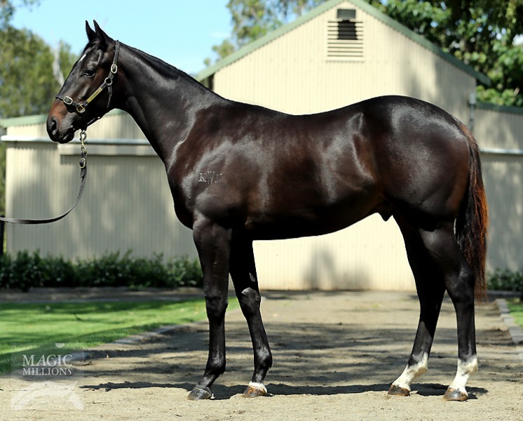 All Too Hard (AUS) / Tabasco Kitten (AUS) - photo 1