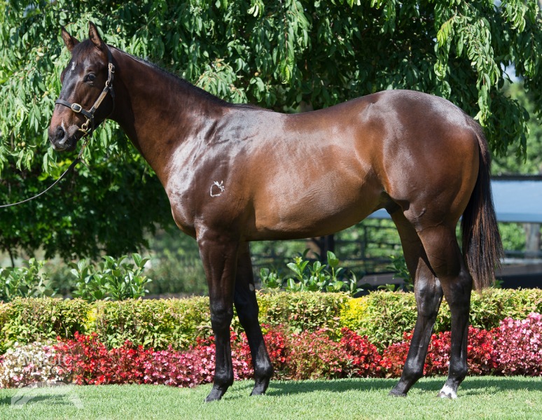 More Than Ready (USA) / Tallow (AUS) - photo 1