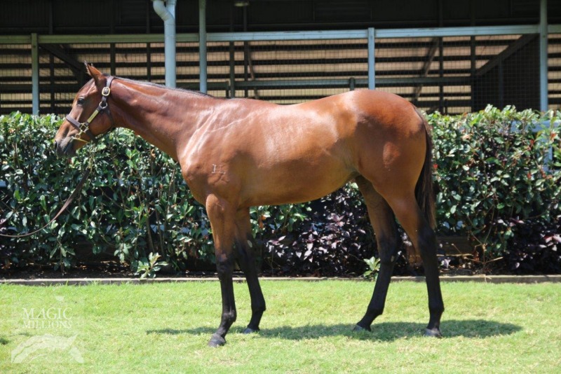 Argentinian Gold (AUS) - photo 1