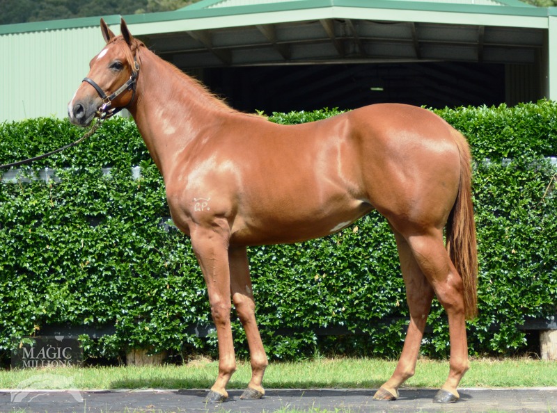 Show A Heart (AUS) / Tiger Cat (GB) - photo 1