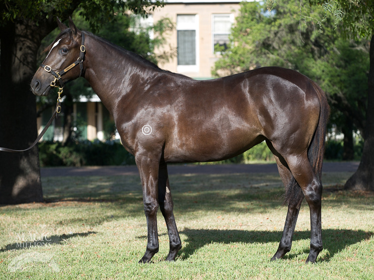 Hinchinbrook (AUS) / Tipsy Lane (AUS) - photo 1