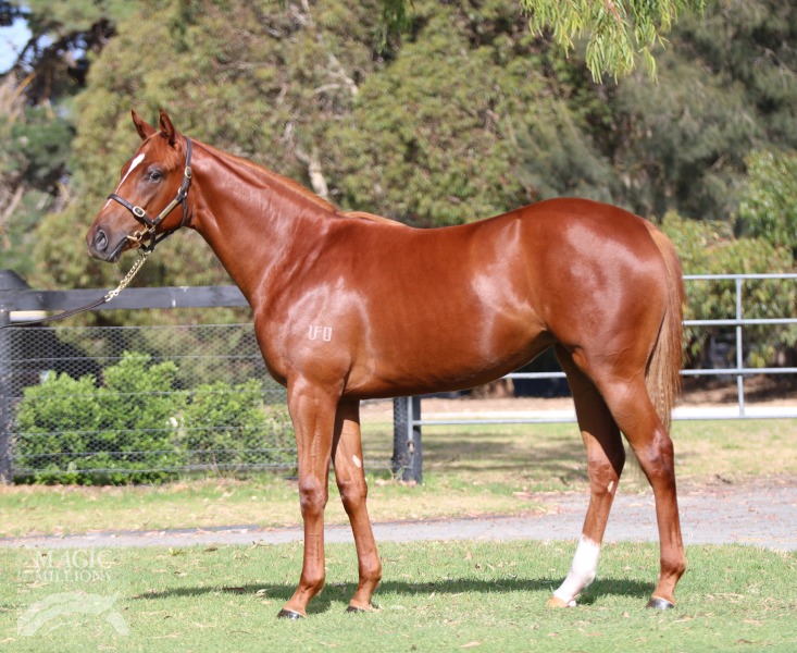 Sepoy (AUS) / Tobouggie Woogie (AUS) - photo 1