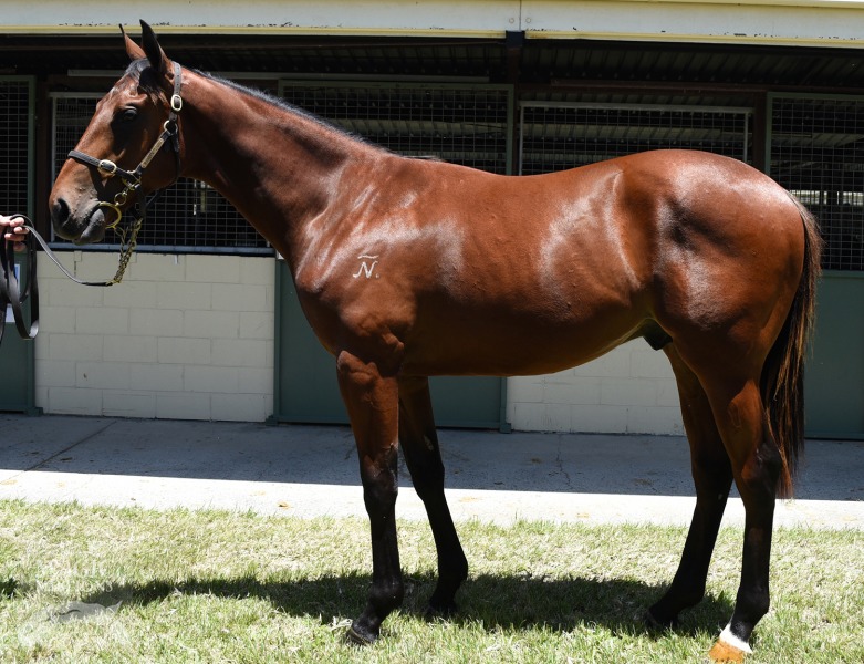 Redoute's Choice (AUS) / Too Ra Loo (NZ) - photo 1