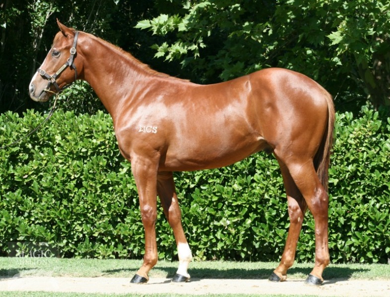 Helmet (AUS) / Tricolore (AUS) - photo 1