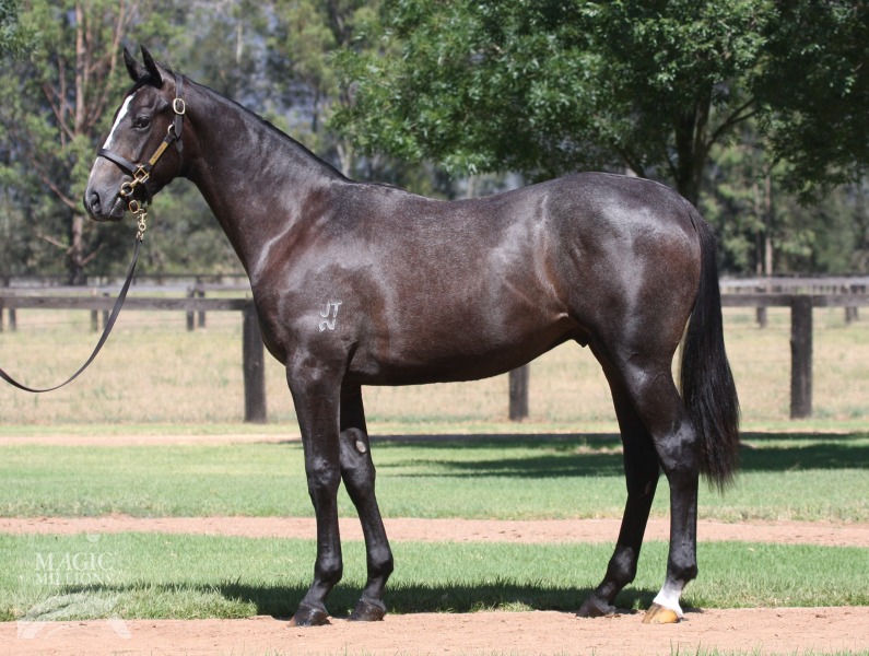Sebring (AUS) / Valentine Miss (AUS) - photo 1