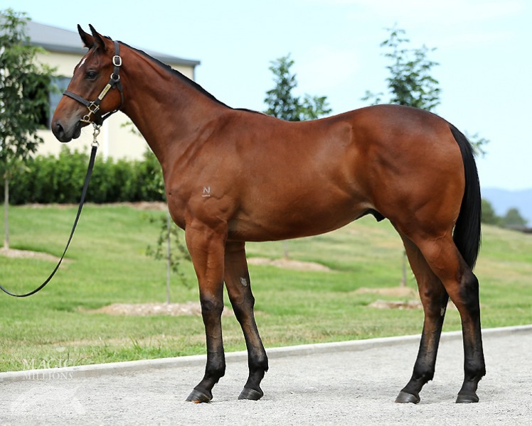 Sebring (AUS) / Varenna Miss (AUS) - photo 1