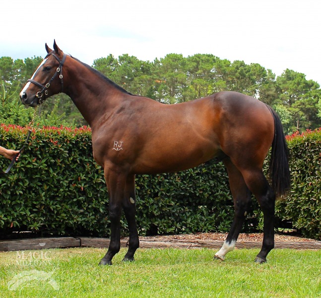 Redoute's Choice (AUS) / Velocitea (NZ) - photo 1