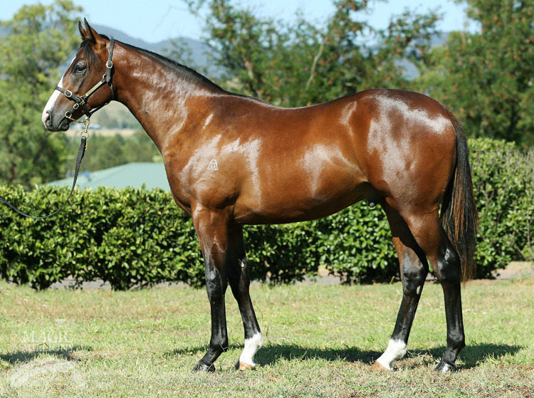 Snitzel (AUS) / Very Cherry (AUS) - photo 1