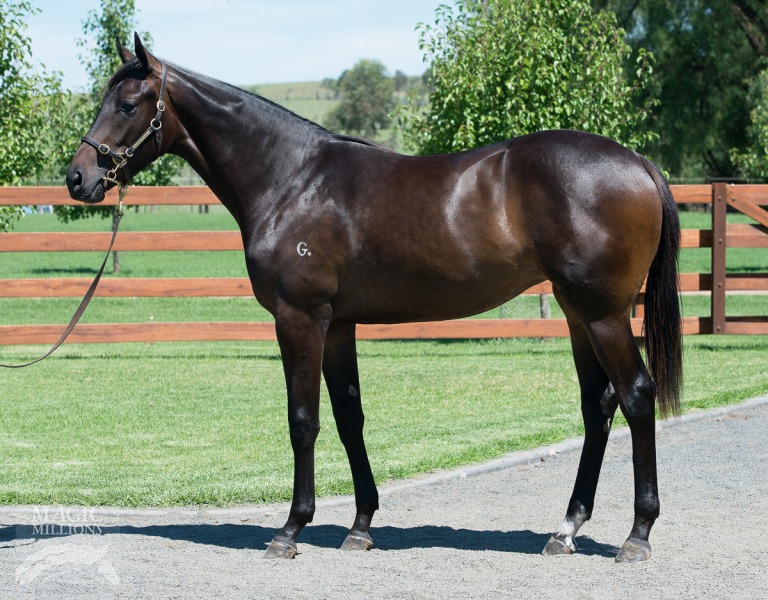 Medaglia D'oro (USA) / Very Sydney (AUS) - photo 1