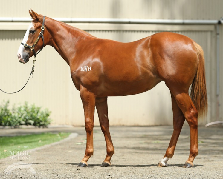 Husson (ARG) / Viennese Lass (AUS) - photo 1