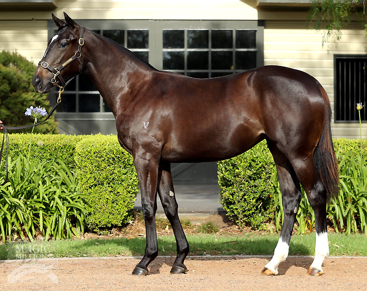 More Than Ready (USA) / Vintage Blend (AUS) - photo 1