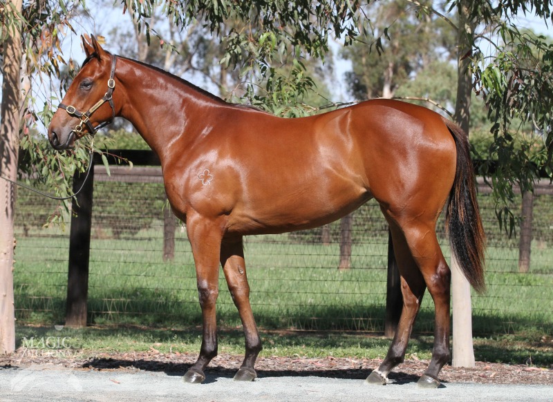 Commands (AUS) / Vintage Rock (AUS) - photo 1