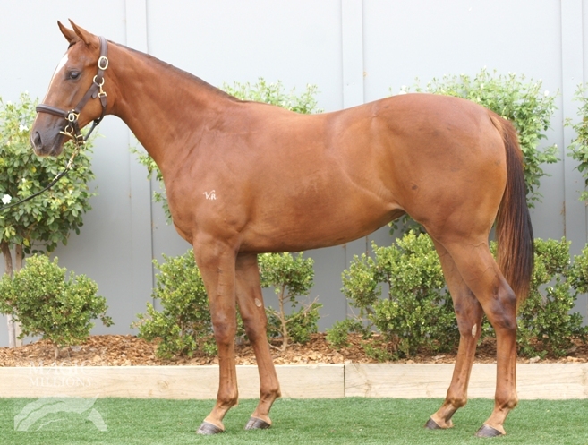 Sebring (AUS) / Waitomo Toka (AUS) - photo 1