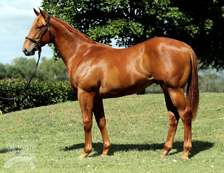 Duke of Marmalade (IRE) / Walk in the Park (NZ) - photo 1