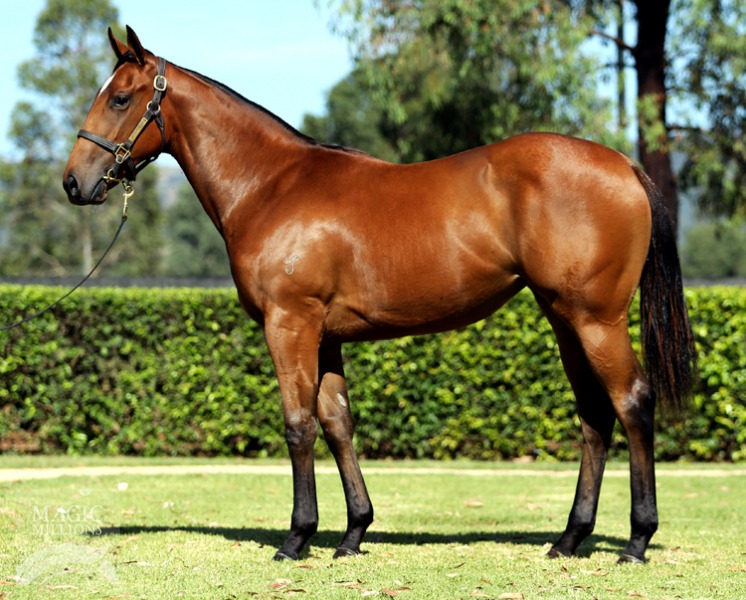 Hinchinbrook (AUS) / Whenever (AUS) - photo 1