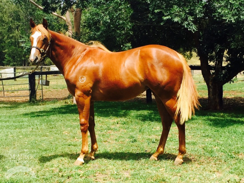 Snitzel (AUS) / White Diamonds (AUS) - photo 1