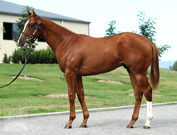 Foxwedge (AUS) / Wild Soiree (USA) - photo 1