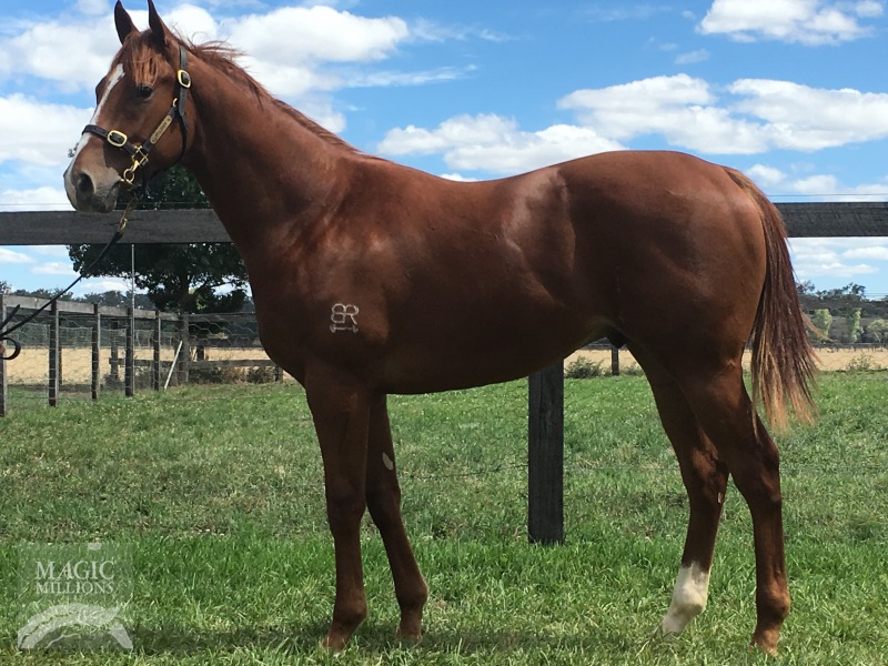 Not A Single Doubt (AUS) / Wilde Irish Song (AUS) - photo 1