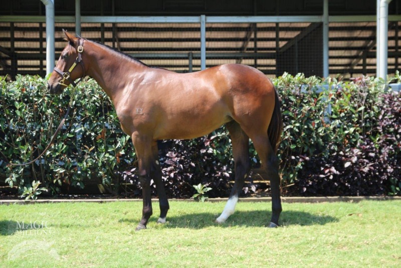 Bernardini (USA) / Wildesong (AUS) - photo 1