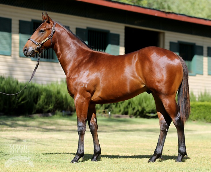 Hinchinbrook (AUS) / Wildly Entertained (USA) - photo 1