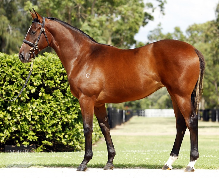 Your Song (AUS) / Woodala (AUS) - photo 1