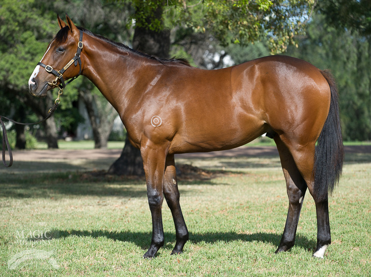 I Am Invincible (AUS) / Woodstock Hussey (AUS) - photo 1