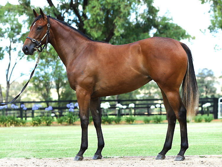 Charge Forward (AUS) / Xandretta (AUS) - photo 1