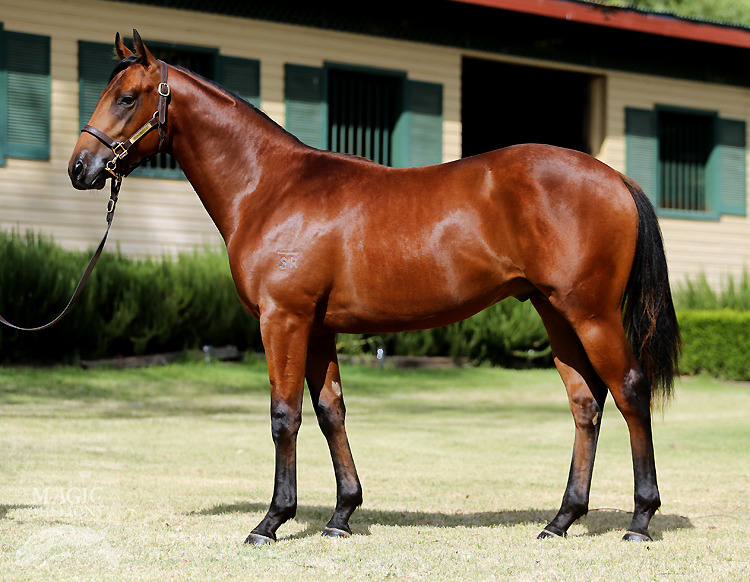 All Too Hard (AUS) / Yolane (AUS) - photo 1