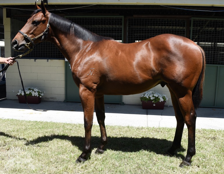 I Am Invincible (AUS) / Zabeeler (AUS) - photo 1