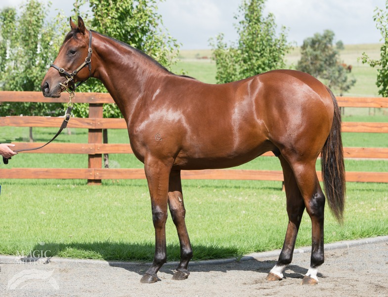 I Am Invincible (AUS) / Zadiym (AUS) - photo 1