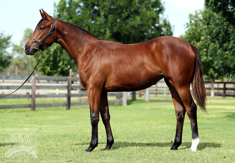 Manhattan Rain (AUS) / Zing and Swing (AUS) - photo 1