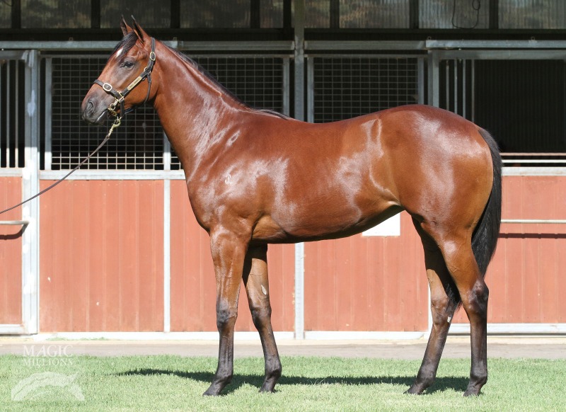 Bel Esprit (AUS) / Zumbarina (AUS) - photo 1