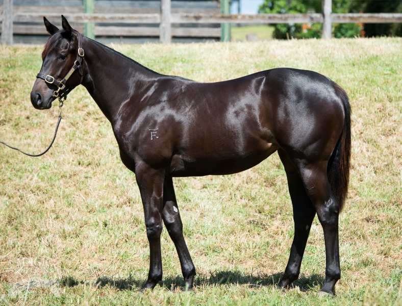 La Chica Rosa (AUS) - photo 1