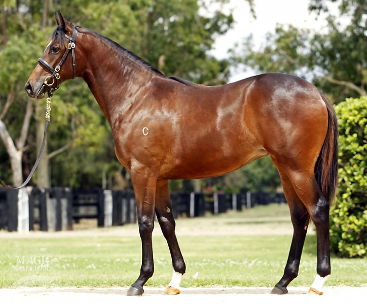 Excelebration (IRE) / Lacada Siren (AUS) - photo 1