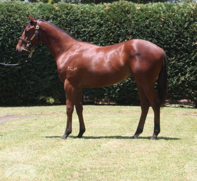 Magic Albert (AUS) / Lady Mahler (AUS) - photo 1