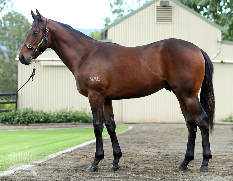 Your Song (AUS) / Leica Savant (AUS) - photo 1