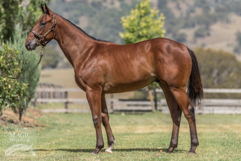 Star Witness (AUS) / Leopard Skin (AUS) - photo 1