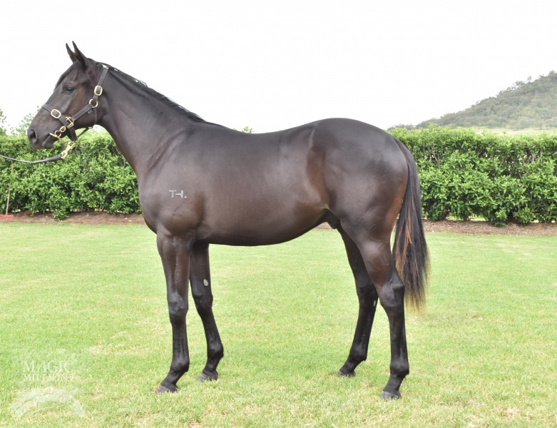 Stryker (AUS) / Lindy Lets Go (AUS) - photo 1