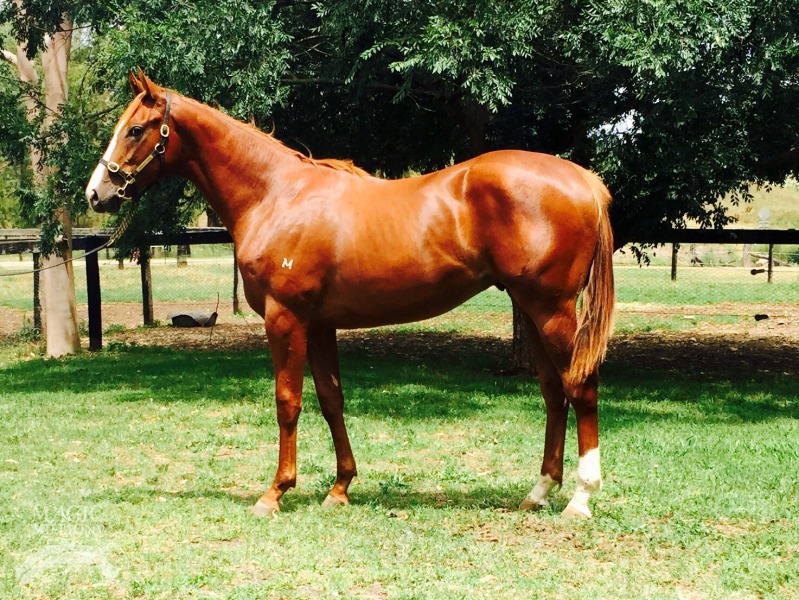 Nicconi (AUS) / Littoral (AUS) - photo 1