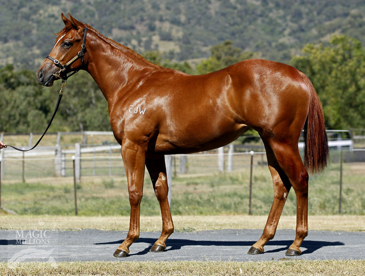 Foxwedge (AUS) / Magsaya (AUS) - photo 1