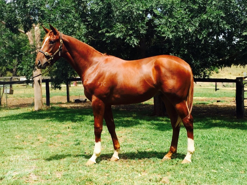 Lope De Vega (IRE) / Mimes (AUS) - photo 1