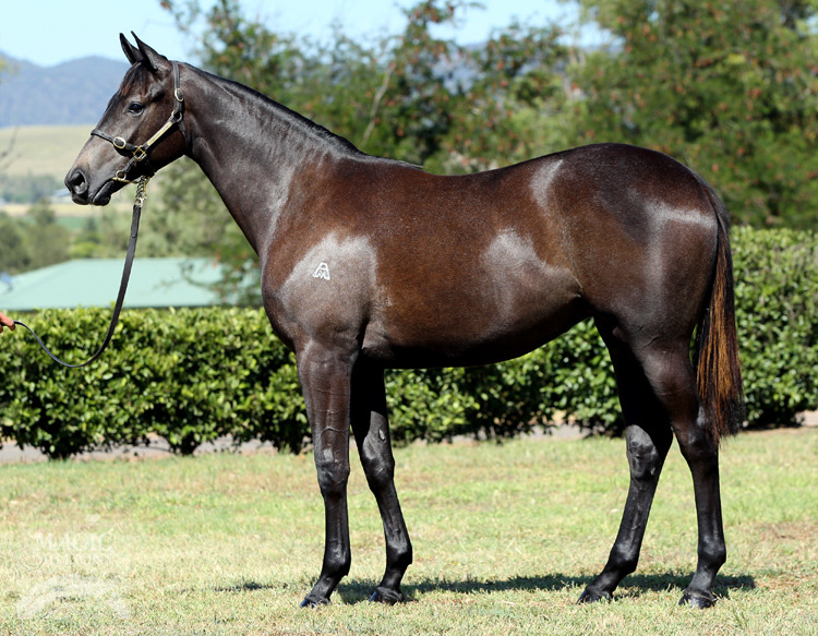 Congrats (USA) / Minnastar (NZ) - photo 1