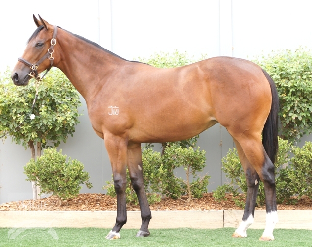 Egyptian Bullet (AUS) - photo 1