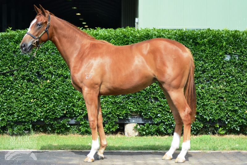 Real Saga (AUS) / Monte Crystal (AUS) - photo 1