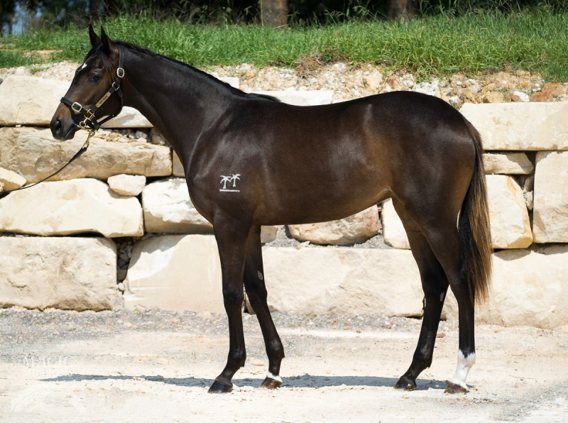 Hard Spun (USA) / Moon Game (USA) - photo 1