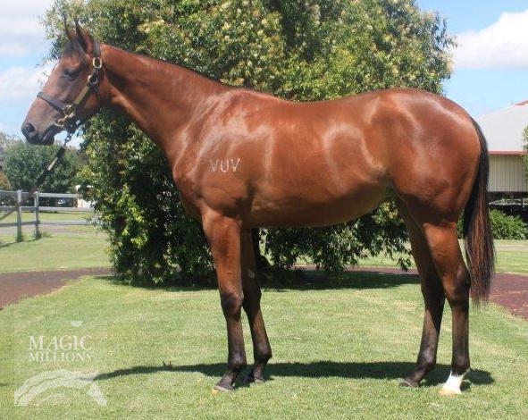 Rothesay (AUS) / Multiple Wins (USA) - photo 1