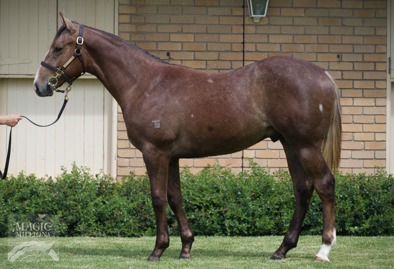 Dream Ahead (USA) / Muscatels (AUS) - photo 1