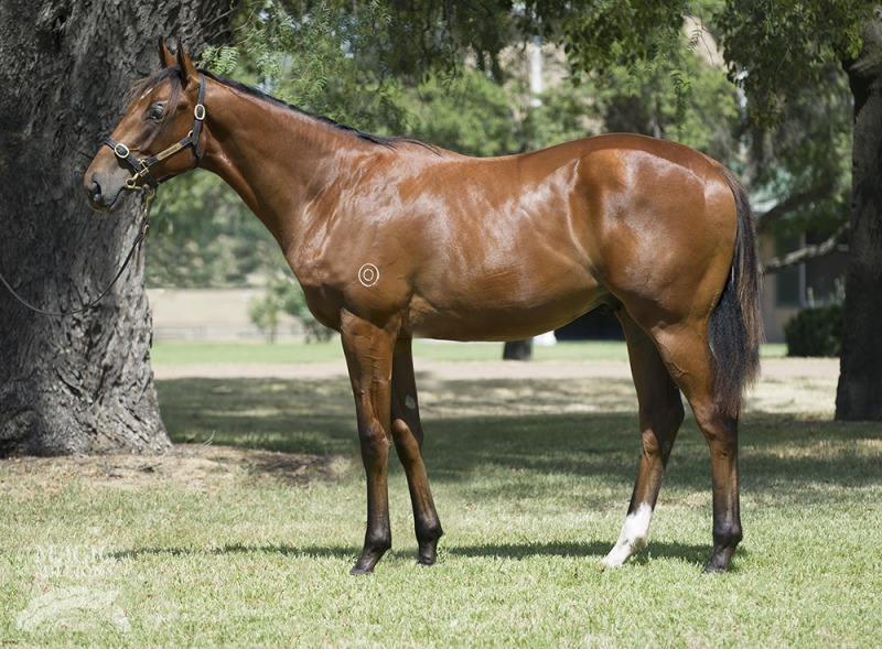 Choisir (AUS) / My Amelia (AUS) - photo 1