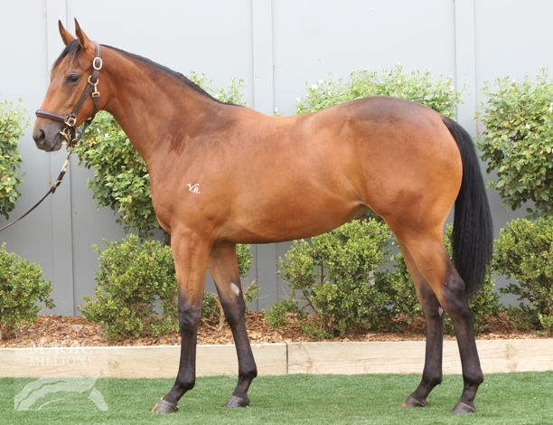 Delago Deluxe (AUS) / Nakedindaspa (AUS) - photo 1